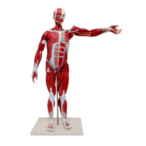 Reality Works Muscular Figure Tabletop Size Model quick start guide Reality Works Muscular Figure Tabletop Size Model quick start guide