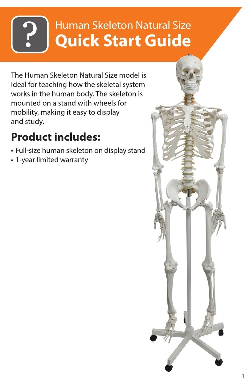 Reality Works Human Skeleton Natural Size User manual Reality Works Human Skeleton Natural Size User manual