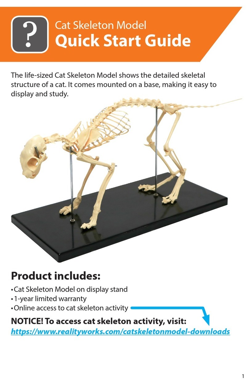 Reality Works Cat Skeleton Model quick start guide